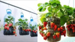Transform Plastic Bottles Into a Tower Garden – 3-Story Strawberry DIY Every Home Grower Must Try