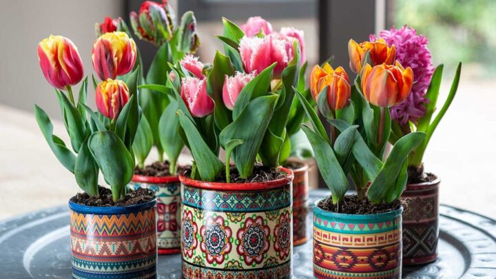 Tulip Growth