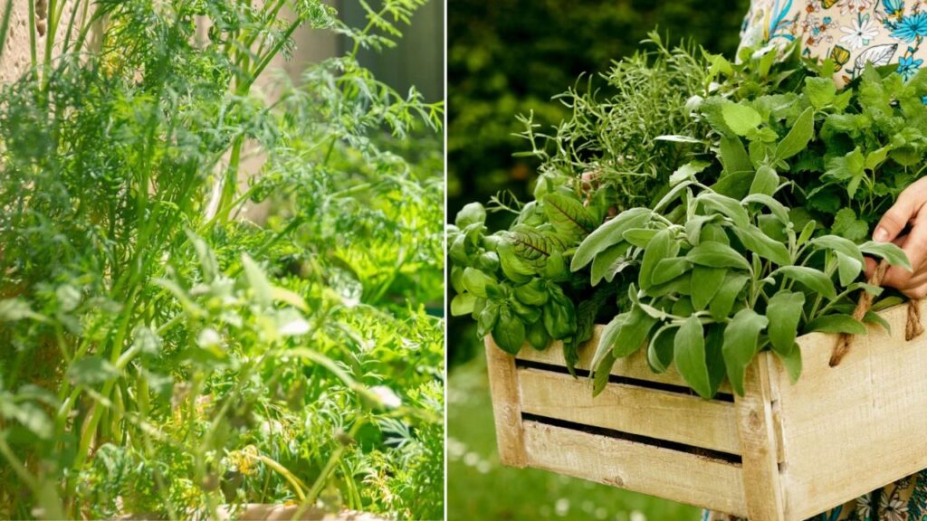 U.S. Garden Trend 2025