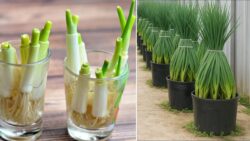 U.S. Gardeners’ DIY Trend – Regrow Scallions in Hanging Plastic Bottles for Free Greens!