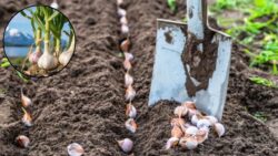 U.S. Gardeners’ Secret – Grow Fresh Garlic for a Perfect Spring Harvest at Home!