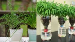 U.S. Gardeners’ Viral Trick – Grow Chives in Plastic Bottles the Easy Eco-Friendly Way!