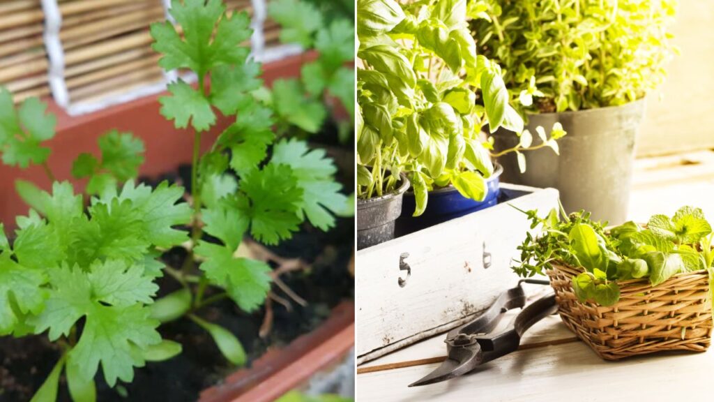 U.S. Kitchen Gardeners