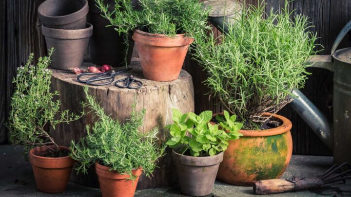Ultimate One-Pot Garden Hack