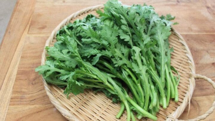 Chrysanthemum Greens?