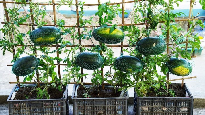 Watermelons