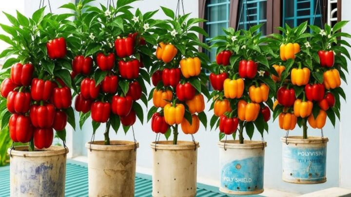 Container Gardening