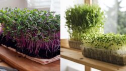 How to Grow Microgreens Indoors and Harvest Fresh Nutrition Every Week