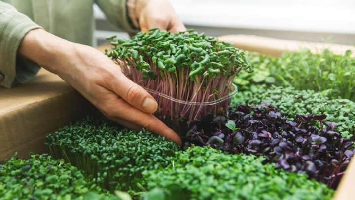 Grow Microgreens Indoors