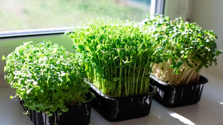 Grow Indoors