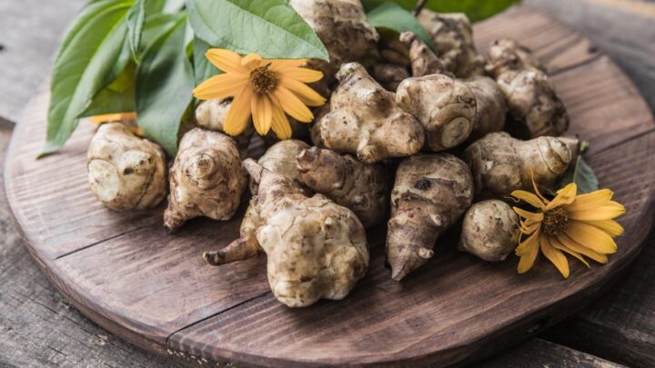 Jerusalem Artichoke?