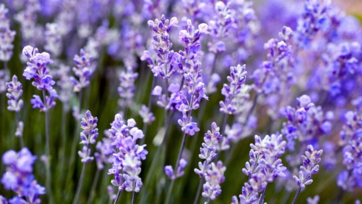 Rosemary