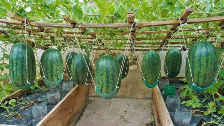 Grow Watermelons