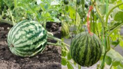 Grow Watermelons Vertically at Home with This Space Saving Hack You’ll Wish You Knew Sooner