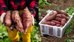 No Backyard No Problem Learn How to Grow Sweet Potatoes Easily at Home