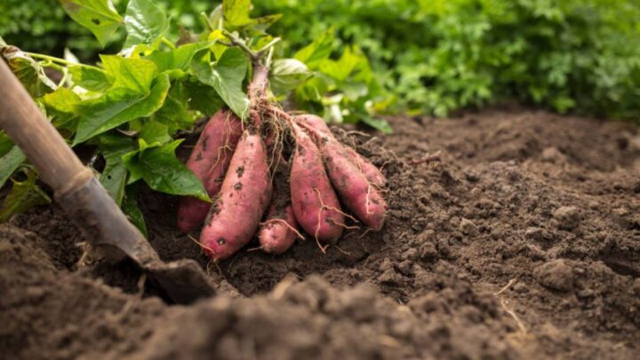 Sweet Potatoes 