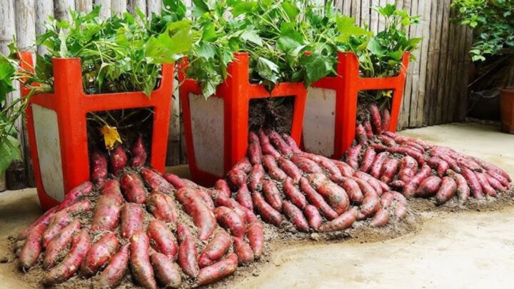 Potatoes