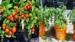 How to Grow Juicy Tomatoes in Buckets Indoors or Outdoors Made Easy