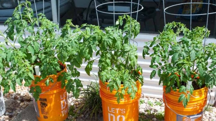 Tomatoes in Buckets