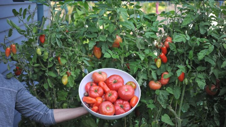 Tomato