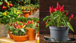 10 Expert Tips to Grow Peppers in Pots That Actually Thrive Like a Pro
