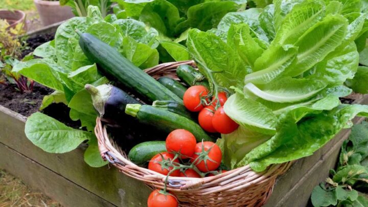 Veggies