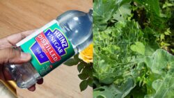 Stop Ruining Plants! Learn How to Use Vinegar in Your Garden the Right Way