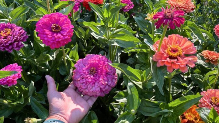Zinnias