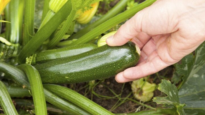 Zucchini Harvests 